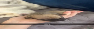 Mixed Breed 3