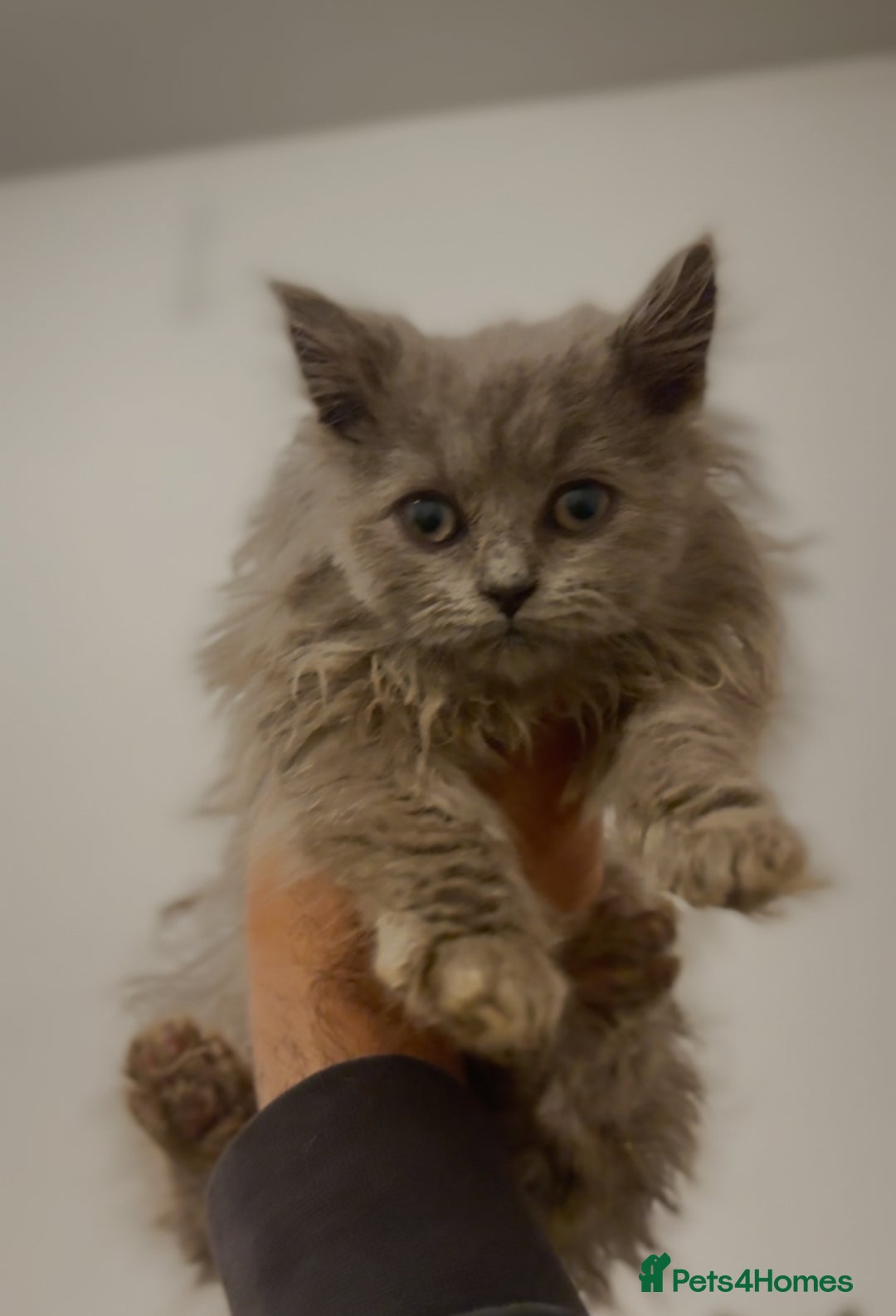 British Longhair cats for sale: Adorable British Longhair Kittens Ready Now! - Advert 6