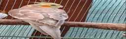 Cockatiels birds for sale: Two Beautiful Cockatiels in Harwich - Advert 1