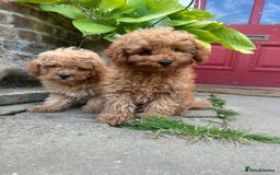 Toy Poodle dogs for sale: Top Quality KC Reg Red/Apricot Toy Poodles - Image 3
