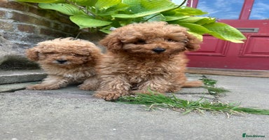 Toy Poodle dogs - Advert 16
