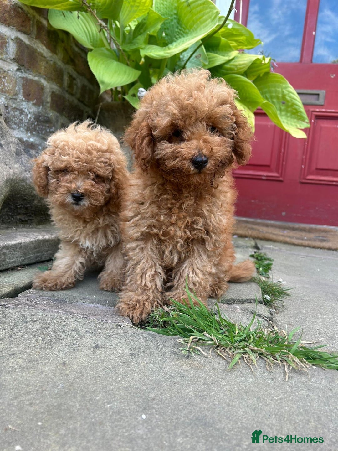 Toy Poodle dogs for sale: Top Quality KC Reg Red/Apricot Toy Poodles - Image 3