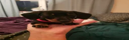 Dachshund dogs for sale: 5 beautiful puppies available - Advert 9