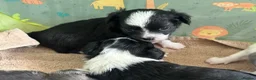 Chihuahua dogs for sale: Chihuahua puppies 2 boys & 1 girl, ready mid sept in Doncaster - Advert 9