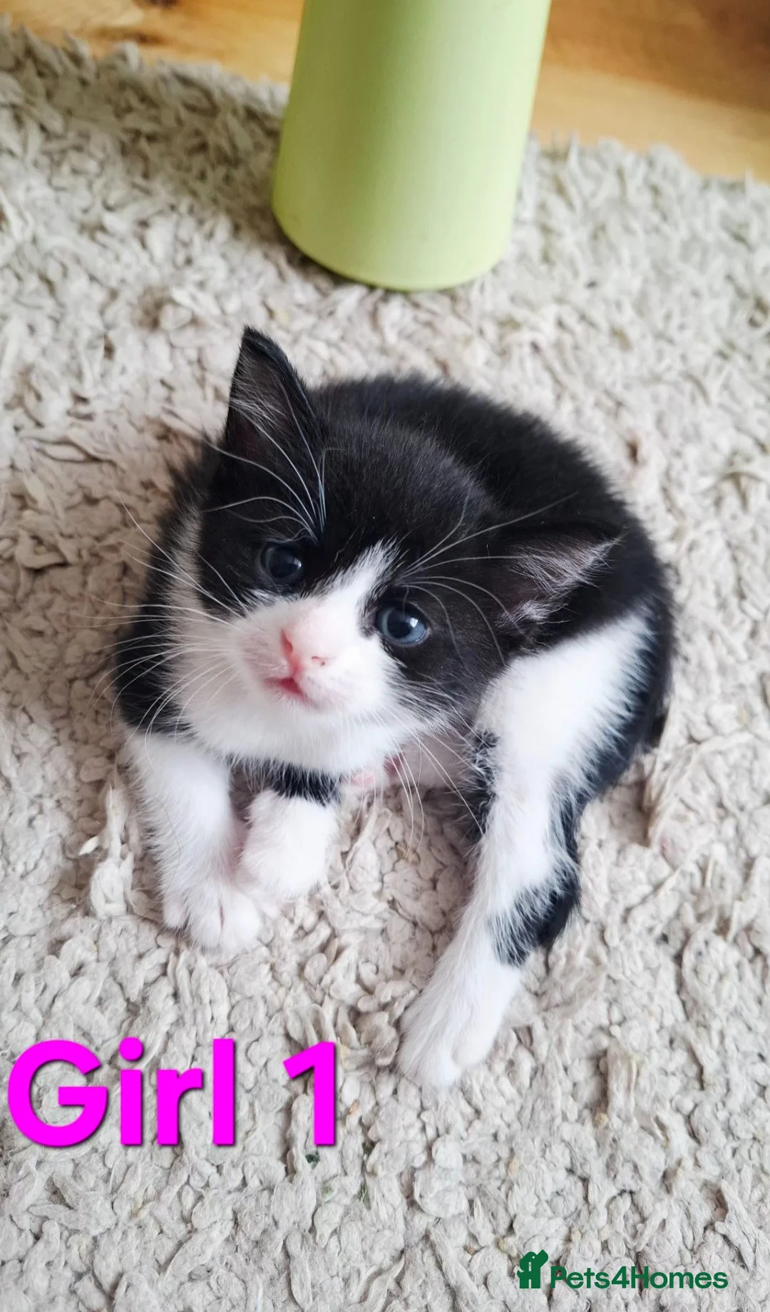 Mixed Breed cats for sale: Helen  - Advert 5