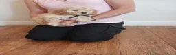 Cockapoo dogs for sale: Cockapoo puppies  - Advert 11