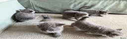British Shorthair cats for sale: Pedigree British Shorthair Kittens in Lewes - Advert 3