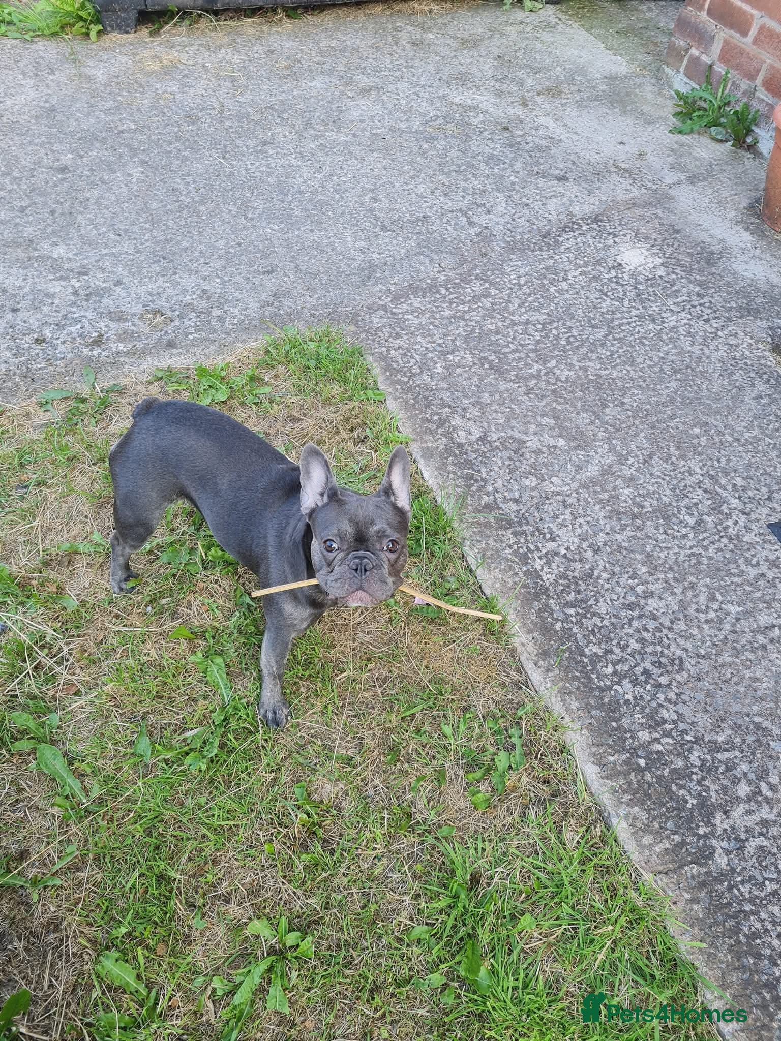 Mixed Breed dogs for sale: Fockers - Advert 4