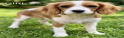 Cavalier King Charles Spaniel dogs for sale: Blenheim Cavalier King Charles Spaniel Puppies - Advert 5