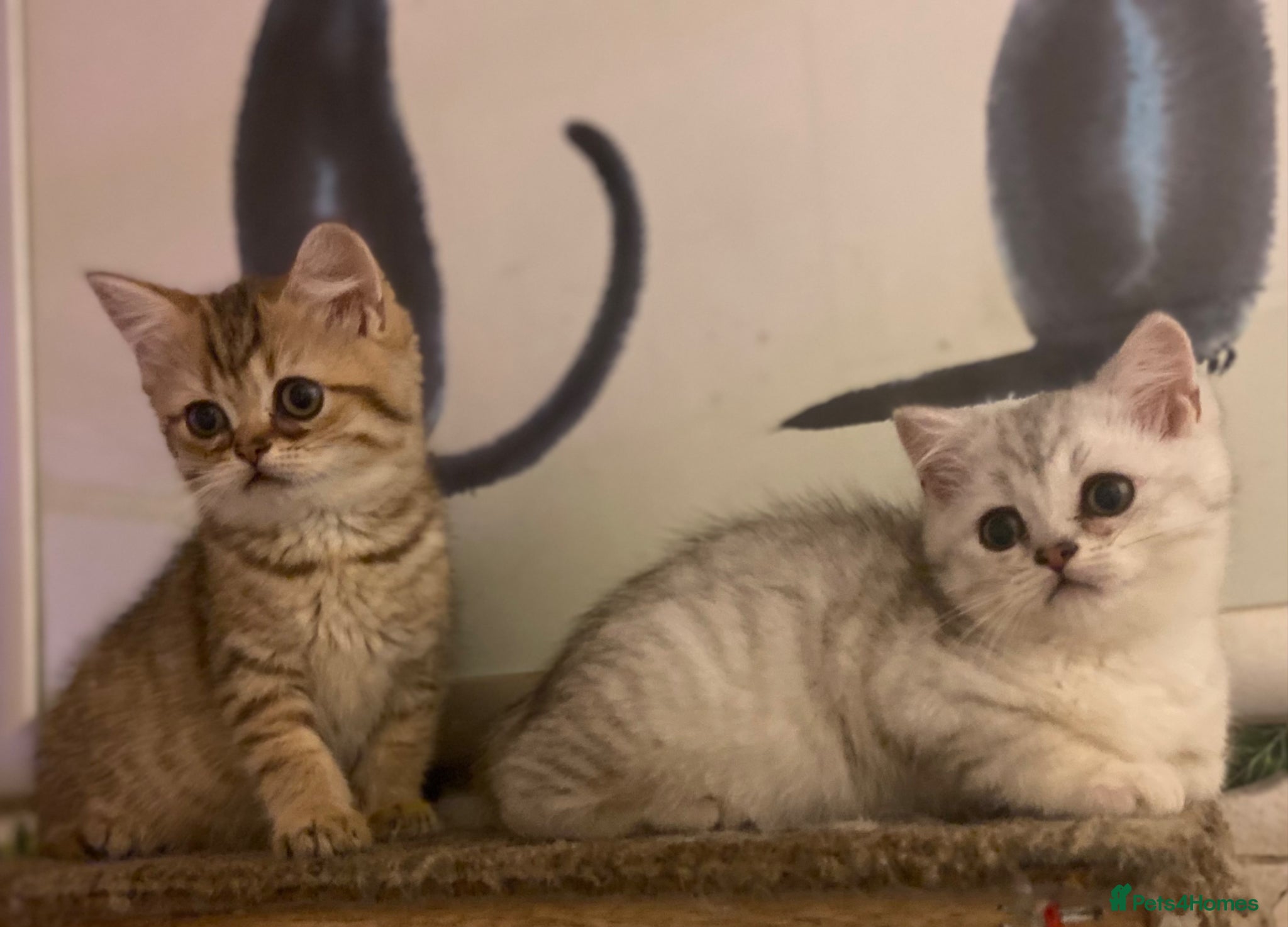 Munchkin cats ✨ Adorable TICA Registered Munchkin Kittens ✨ - Advert 2