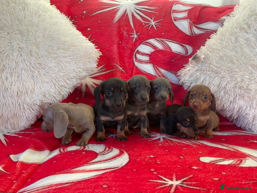 Dachshund dogs for sale: Beautiful Dachunds ready from 23rd December  - Advert 2