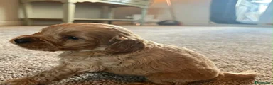 Cockapoo 3