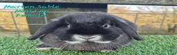 Mini Lop rabbits for sale: Various Adult Mini Lops - Advert 3
