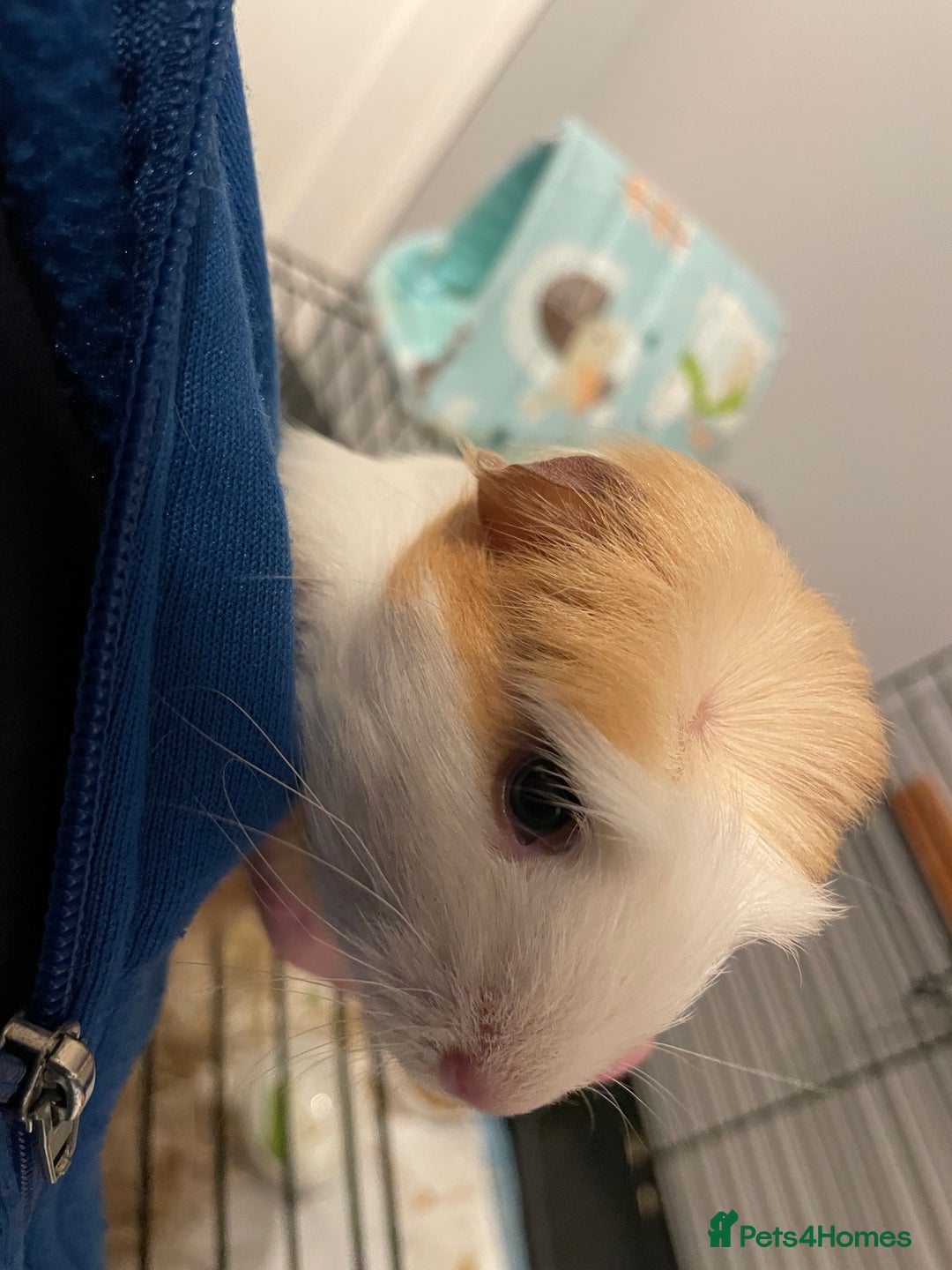 Guinea Pig rodents for sale: Male baby guinea pig - Advert 4