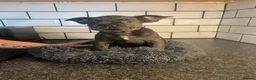 French Bulldog dogs for sale: French bulldog puppies  - Advert 10