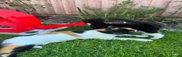 Mixed Breed cats for sale: Female kitten ready to go  - Advert 4