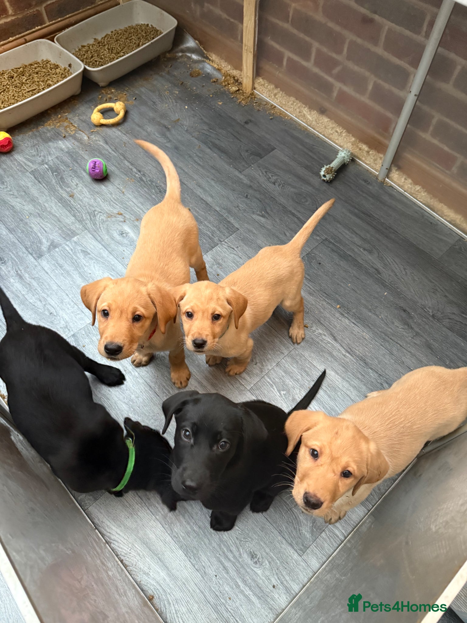 Labrador Retriever dogs READY NOW KC Registered Labrador Retriever Puppies - Advert 12