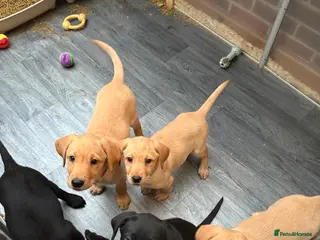 Labrador Retriever dogs READY NOW KC Registered Labrador Retriever Puppies - Advert 12