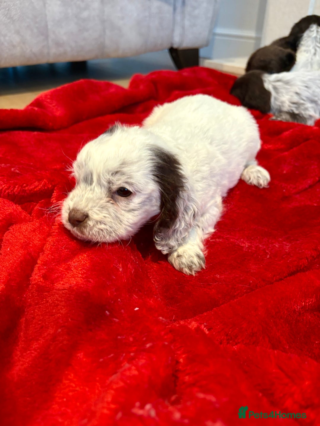 Cocker Spaniel dogs for sale: Cocker spaniel  - Advert 9