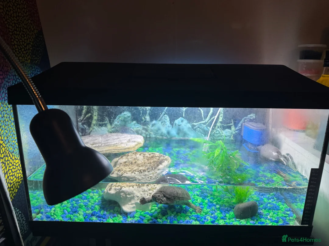 Turtle reptiles for sale: Musk turtles  in Houghton le Spring - Advert 2