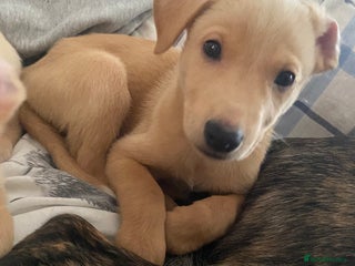 Lurcher dogs - Advert 22