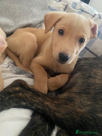 Lurcher dogs - Advert 1