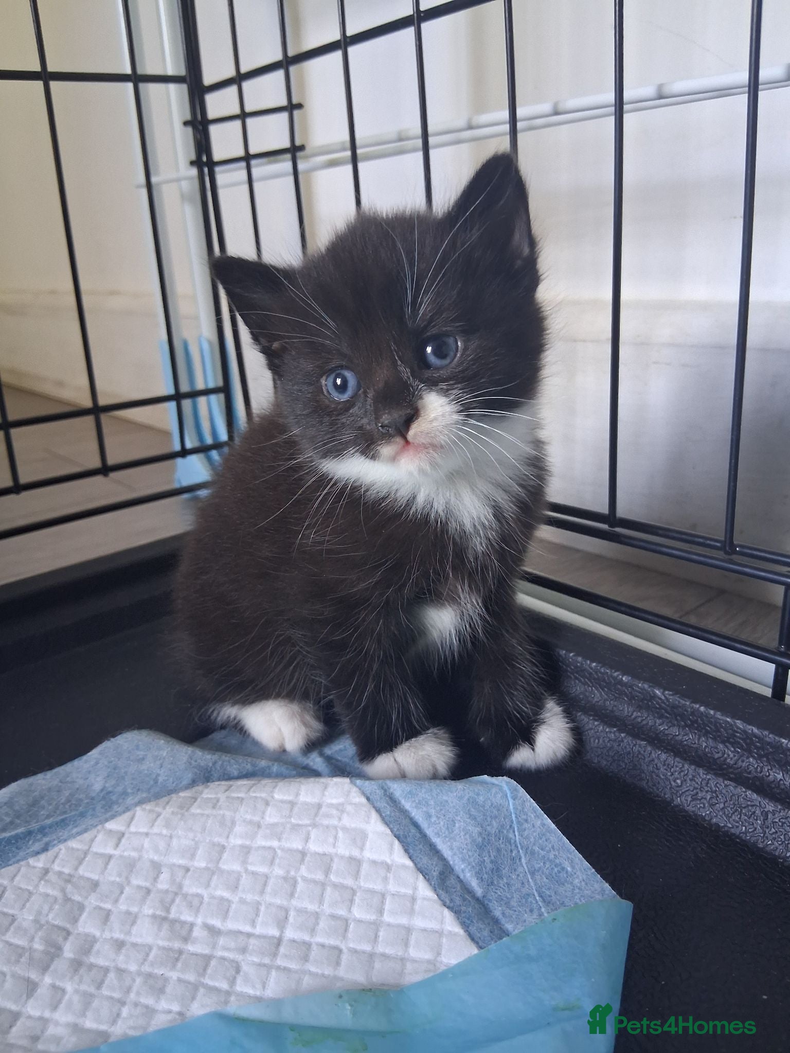 Mixed Breed cats 5 Beautiful Kittens - Advert 20