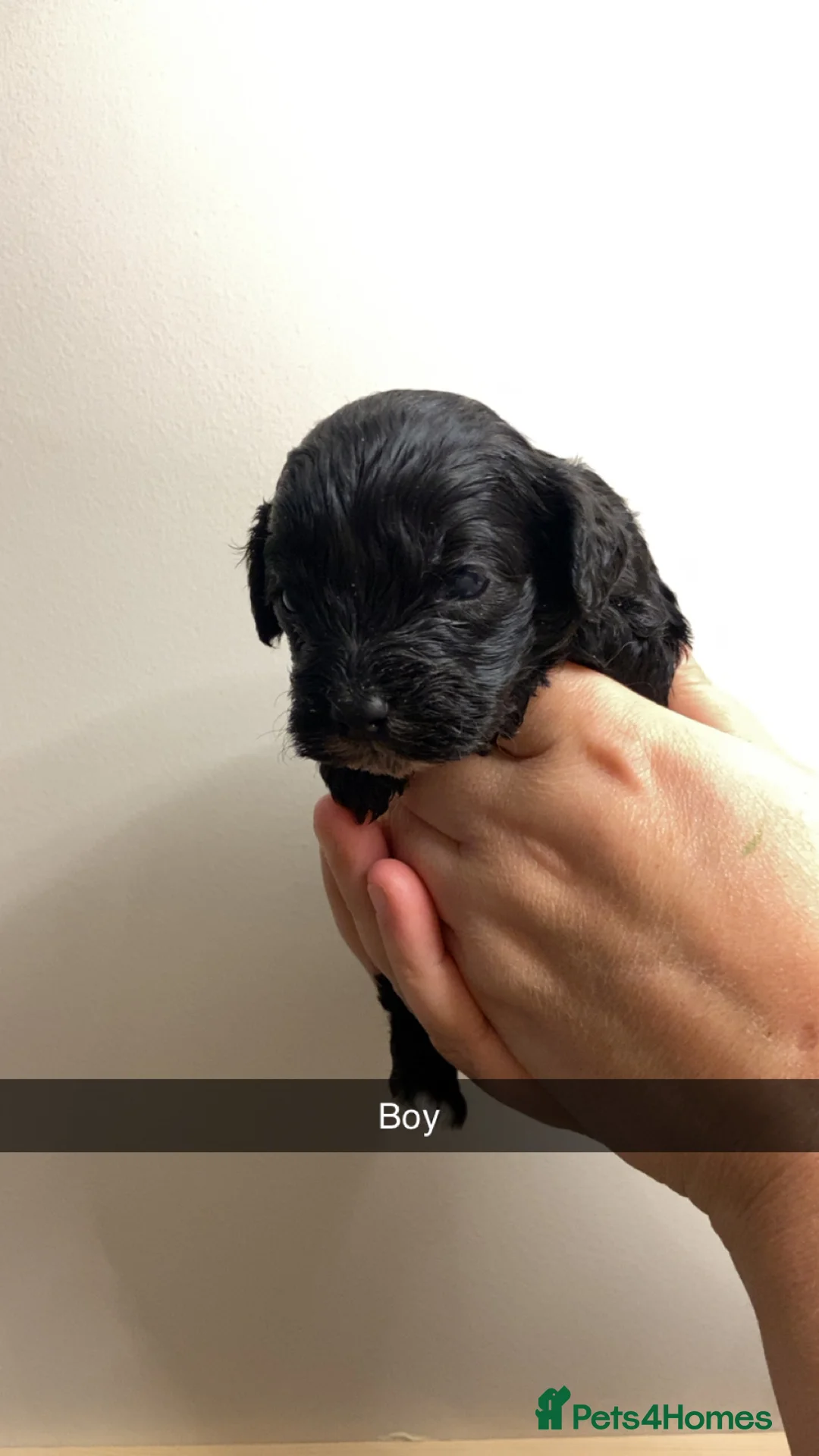 Cockapoo dogs for sale: Rebecca  in Bishop Auckland - Advert 6