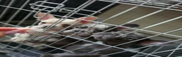 French Bulldog dogs for sale: French buldog in Liverpool - Advert 7