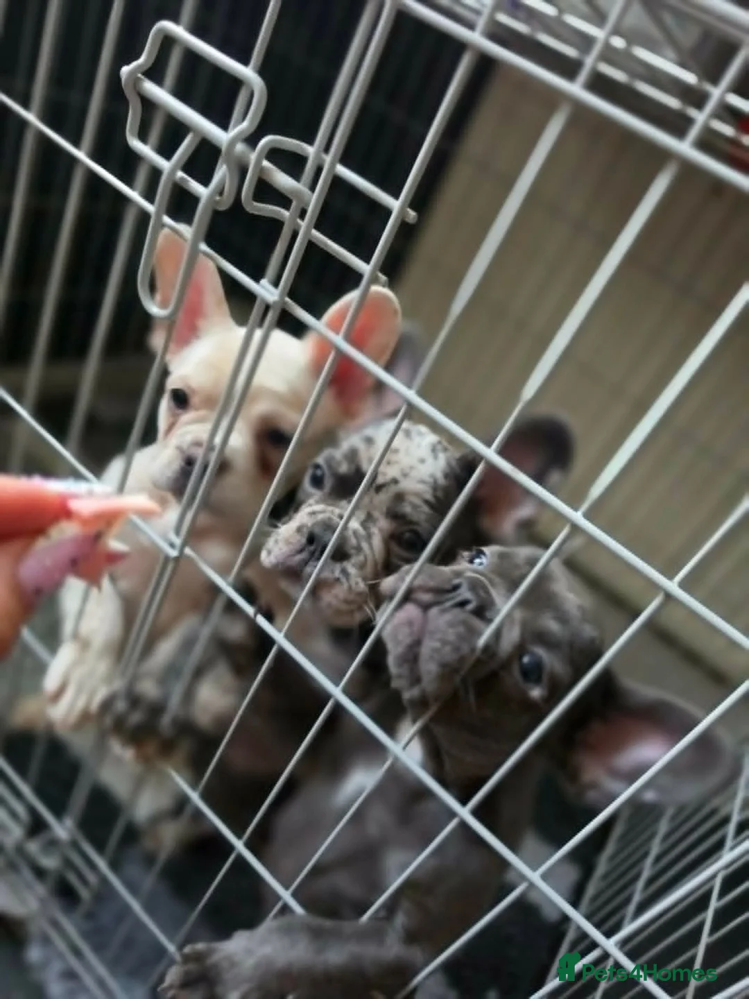 French Bulldog dogs for sale: French buldog in Liverpool - Advert 7