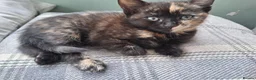 Mixed Breed cats for sale: RARE Tabico kittens 😻 Calico Tabbies  - Advert 15