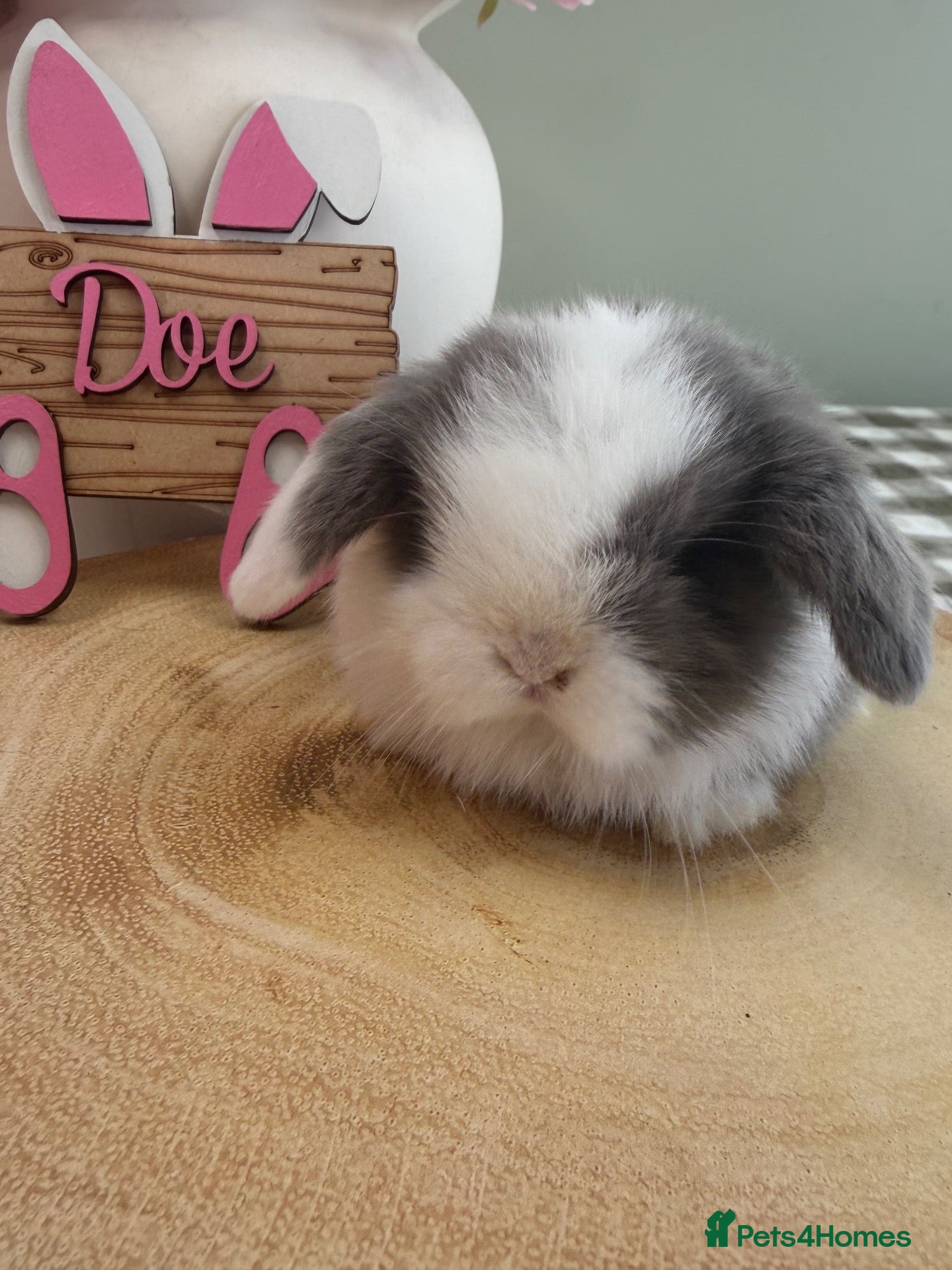 Mini Lop rabbits Gorgeous Mini Lops ready 25th October - Advert 1