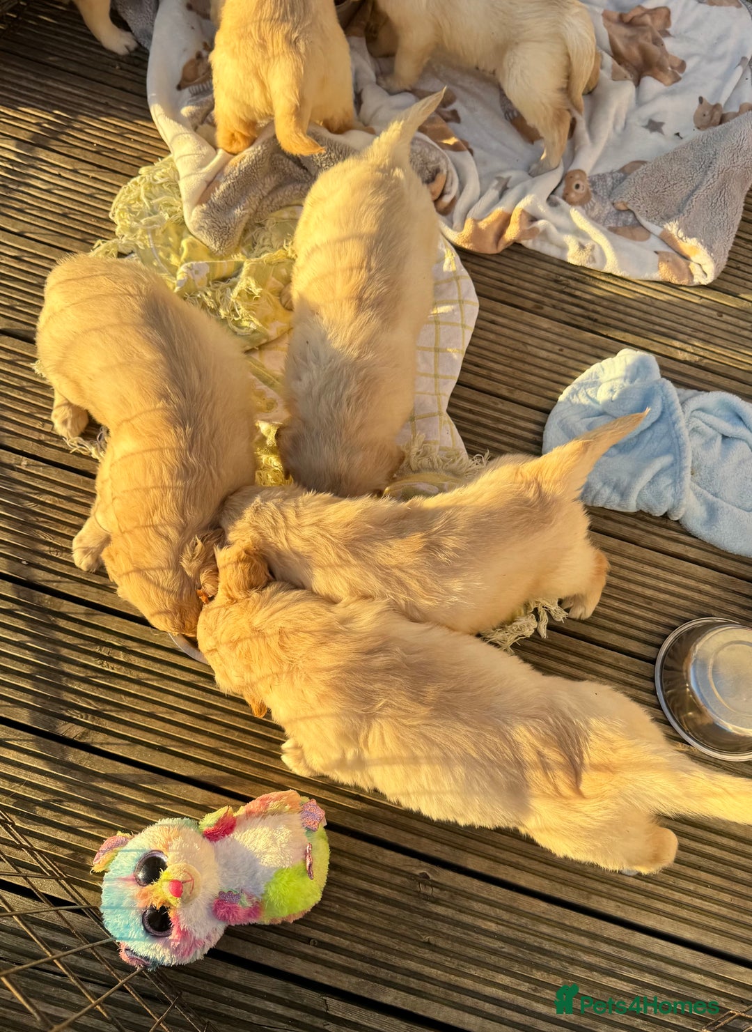 Golden Retriever dogs for sale: QUALITY GOLDEN RETREIVER PUPPIES - Image 7
