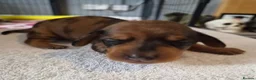 Miniature Dachshund dogs for sale: Miniature Dachshunds (short-haired) - Advert 29