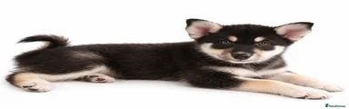 Pomsky 5