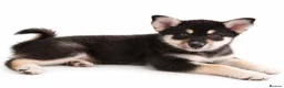 Pomsky dogs for sale: Pomsky Puppies  in Ormskirk - Advert 7
