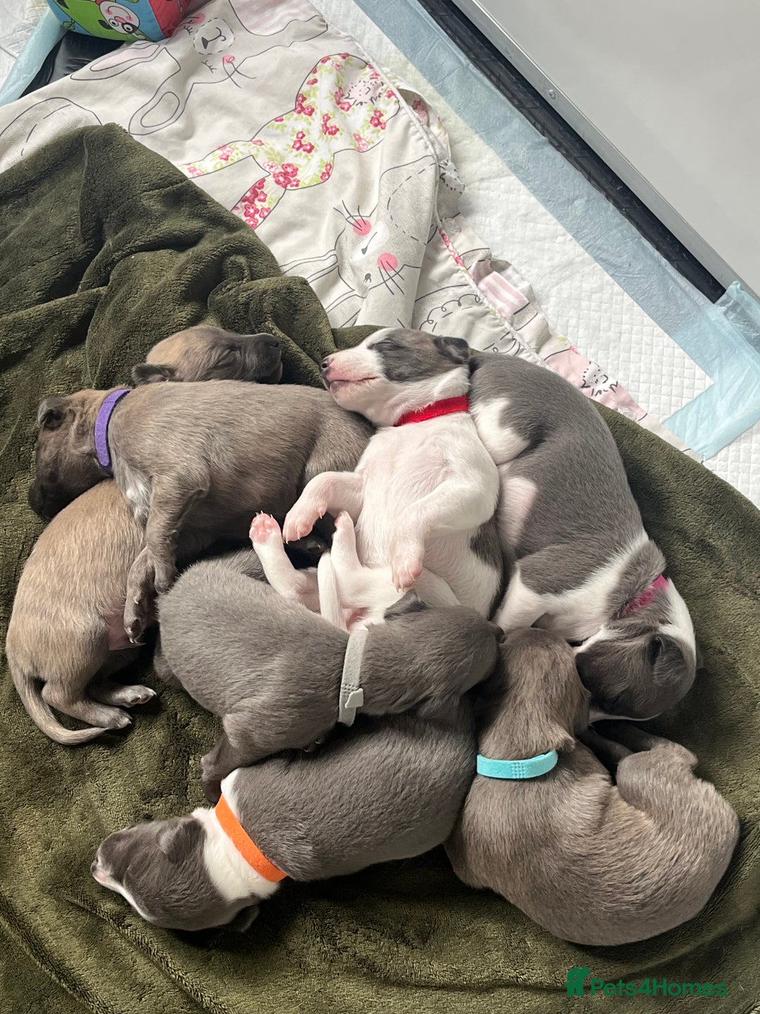 Whippet dogs for sale: Whippet puppies  - Image 19
