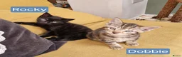 Mixed Breed cats for sale: Russian Blue & Bengal Cross kittens - Advert 6