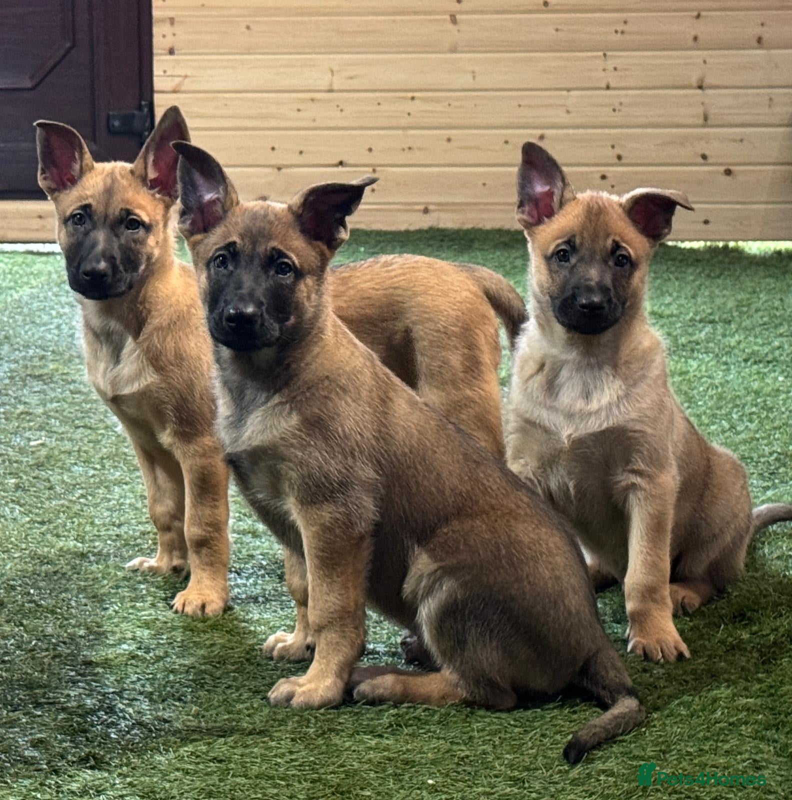 Belgian Shepherd Dog dogs READY NOW Belgian Malinois Pups 4 Left - Advert 1