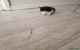 British Shorthair cats for sale: For sale - Image 13