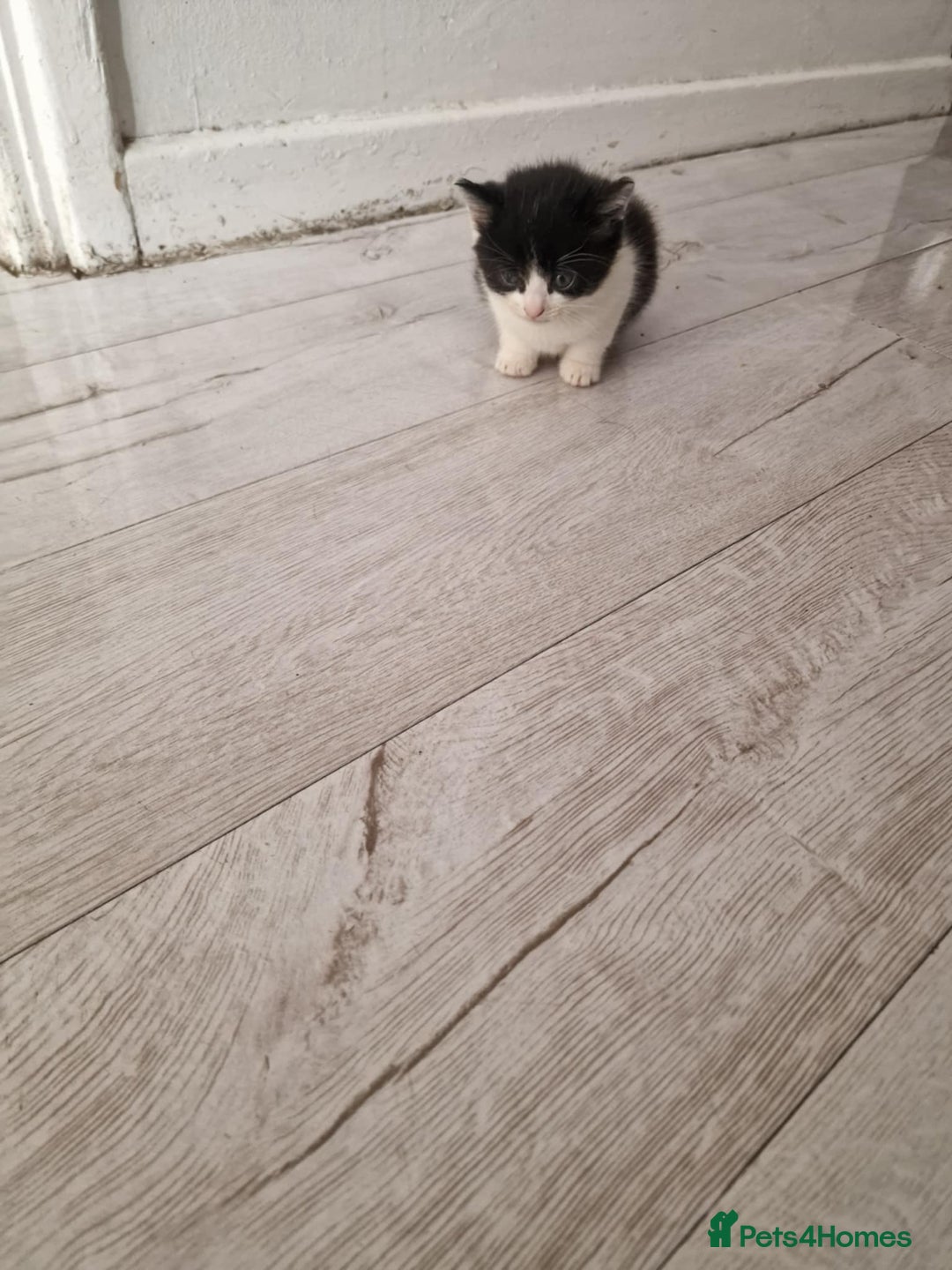 British Shorthair cats for sale: For sale - Image 13