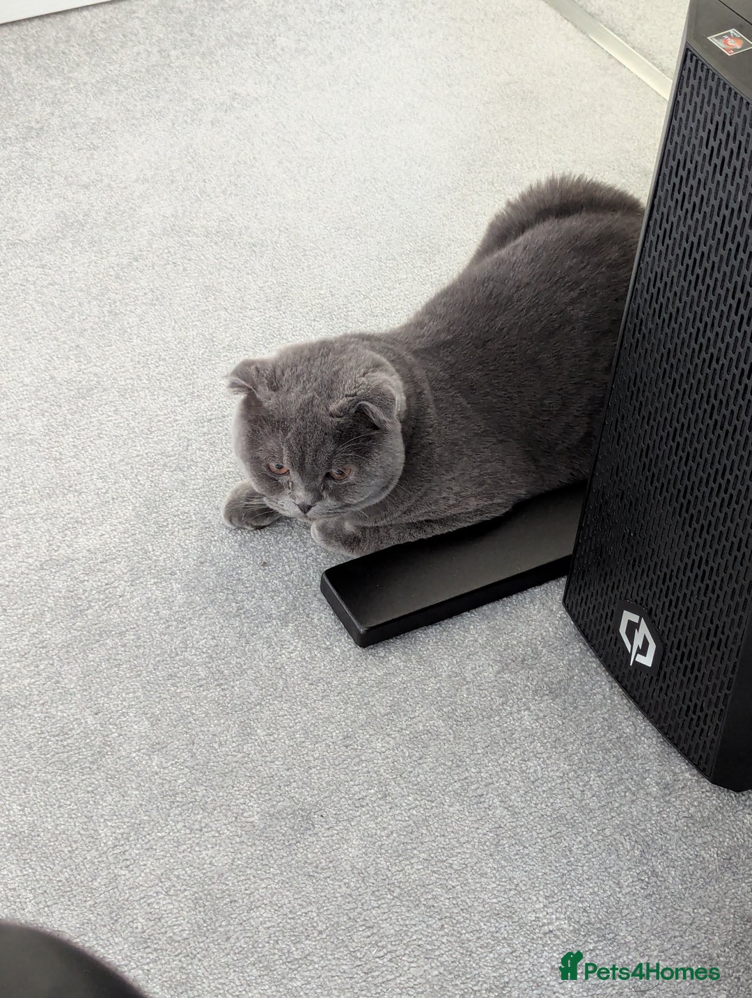 Scottish Fold cats for sale: Sweet Scottish Fold Boy - Advert 3