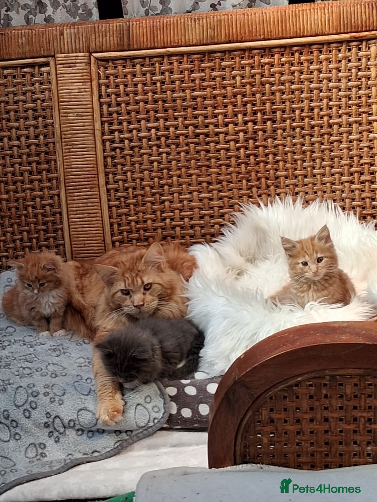 Maine Coon cats Maine Coon - Advert 12