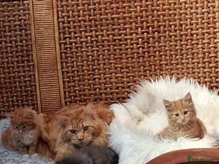 Maine Coon cats Maine Coon - Advert 12