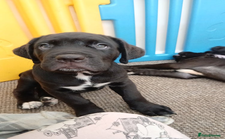 Cane Corso dogs - Advert 2