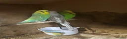 Budgerigars birds for sale: Budgies in West Bromwich - Advert 5