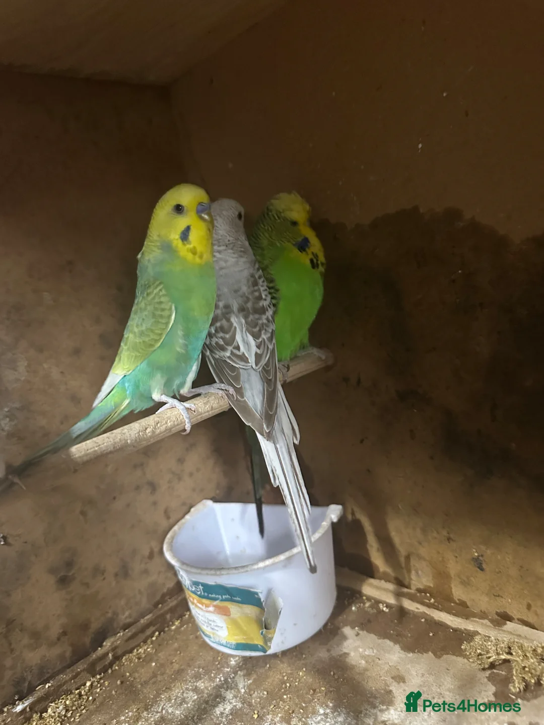Budgerigars birds for sale: Budgies in West Bromwich - Advert 5