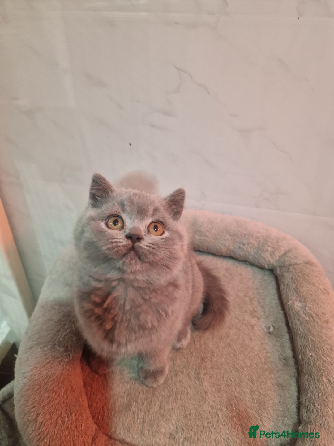 British Shorthair cats for sale: Champion Gccf chunky kittens  - Advert 11