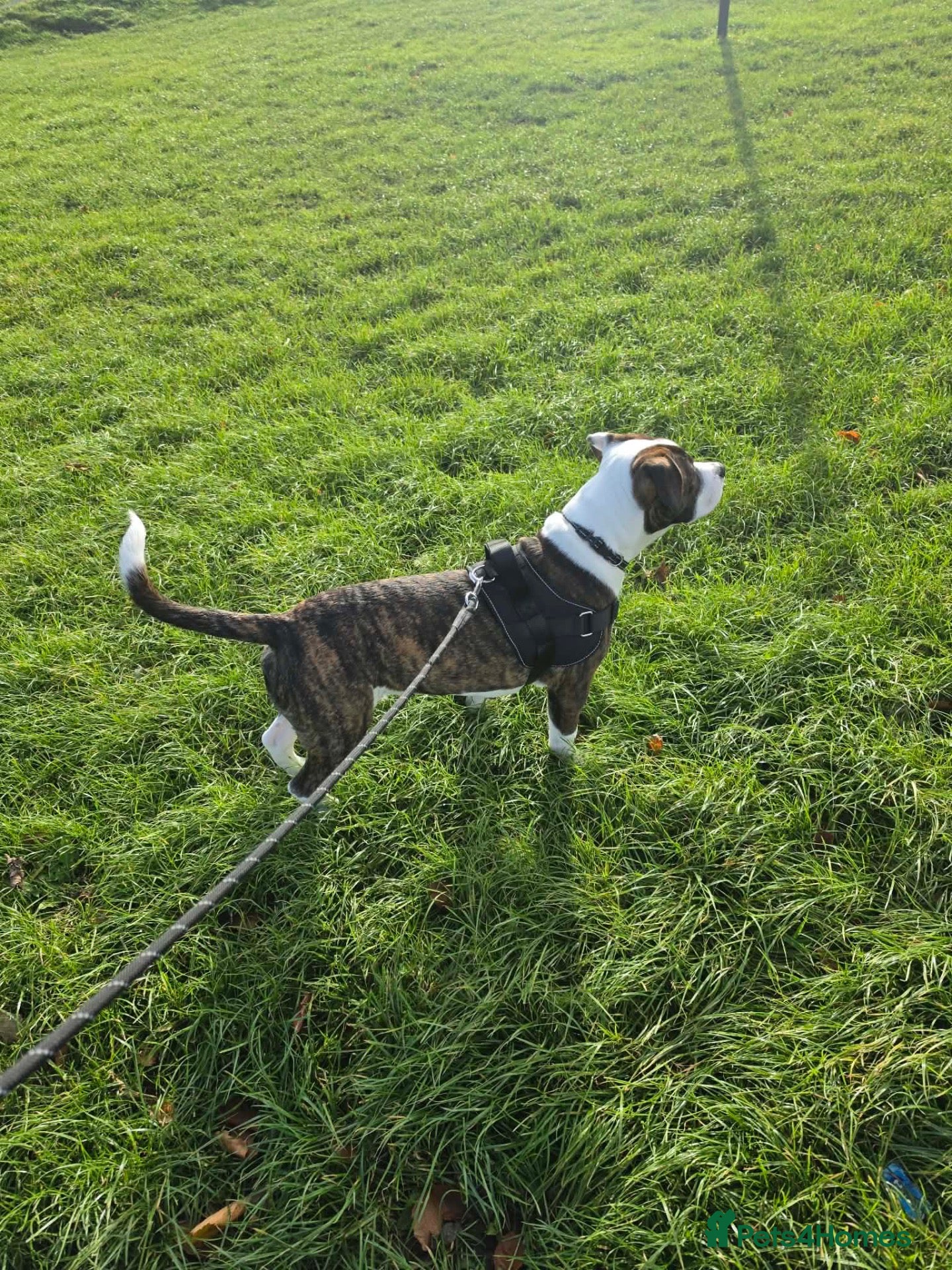 Mixed Breed dogs for sale: Staffy cross male puppy - Advert 11