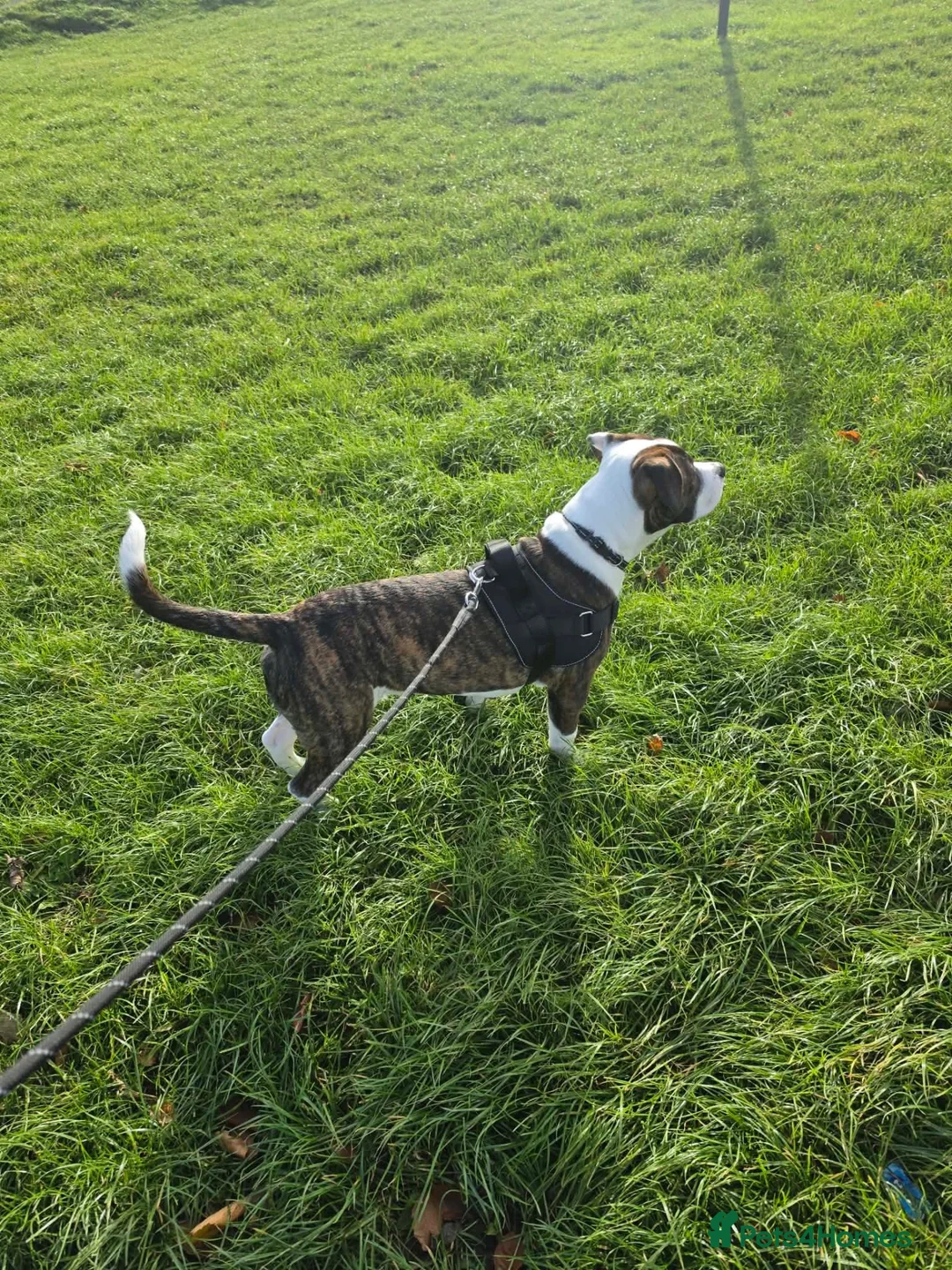 Mixed Breed dogs for sale: Staffy cross male puppy in Bradford - Advert 1